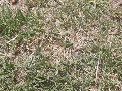 Allotruxalis gracilis