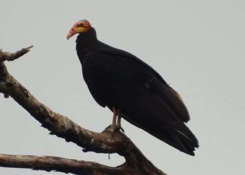 Greater Yellow-headed Vulture (Cathartes melambrotus), photo 5