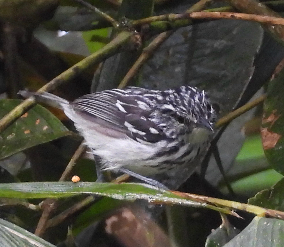 Stripe-chested Antwren (Myrmotherula longicauda), photo 1