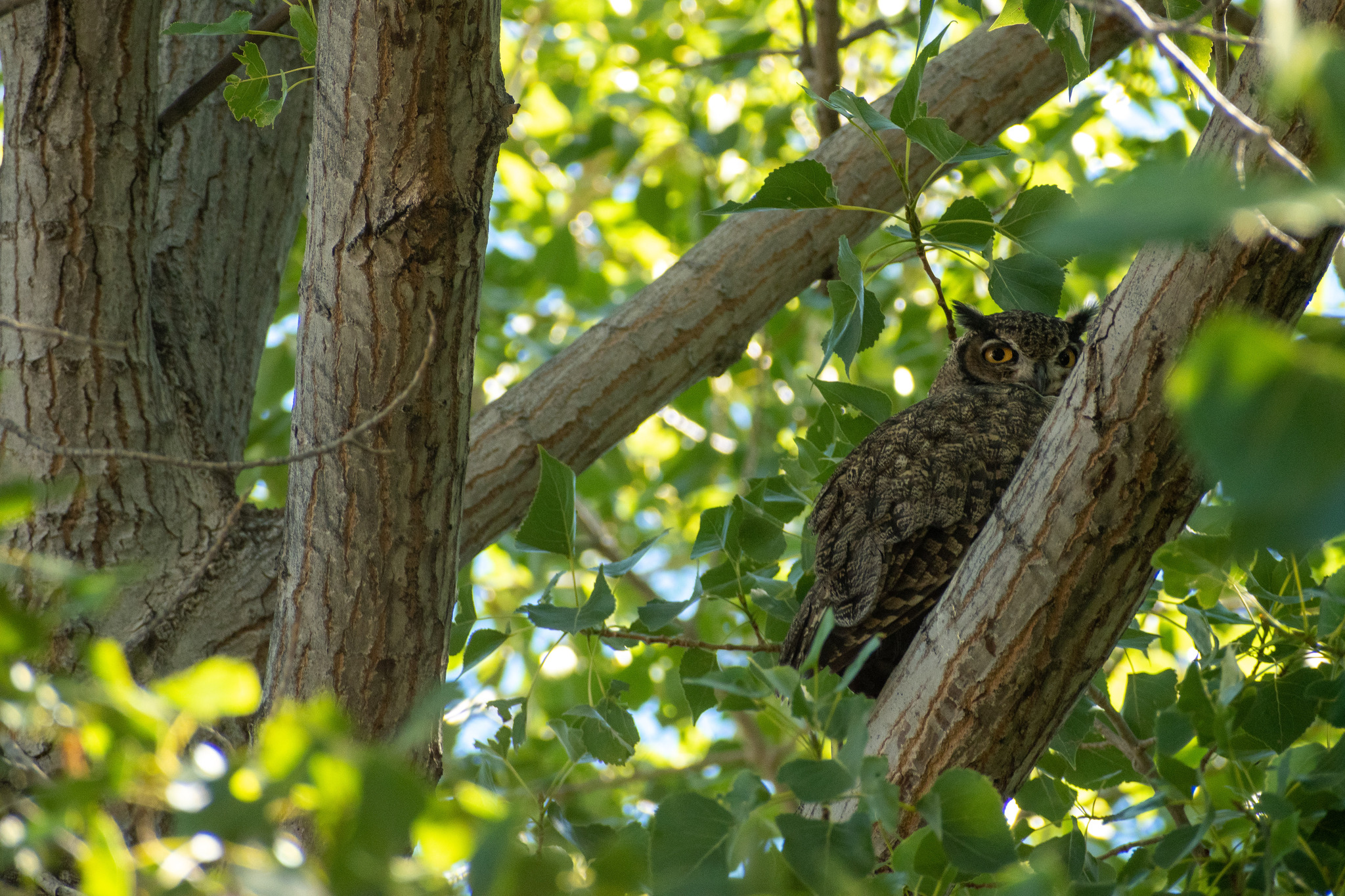 Lesser Horned Owl (Bubo magellanicus), photo 9