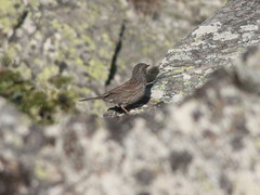 Prunella modularis mabbotti