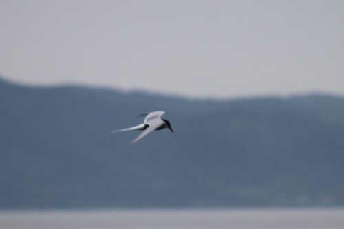 iNaturalist: (c) Allison Rognlie, some rights reserved (CC BY-NC), uploaded by Allison Rognlie iNaturalist image