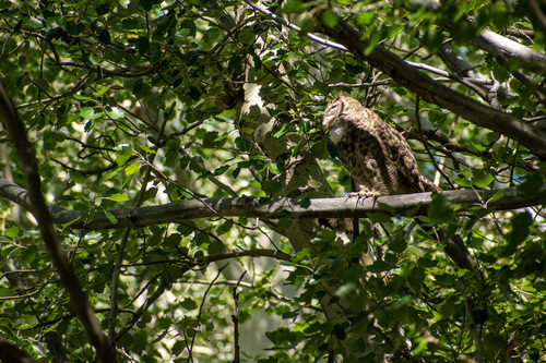 Lesser Horned Owl (Bubo magellanicus), photo 8