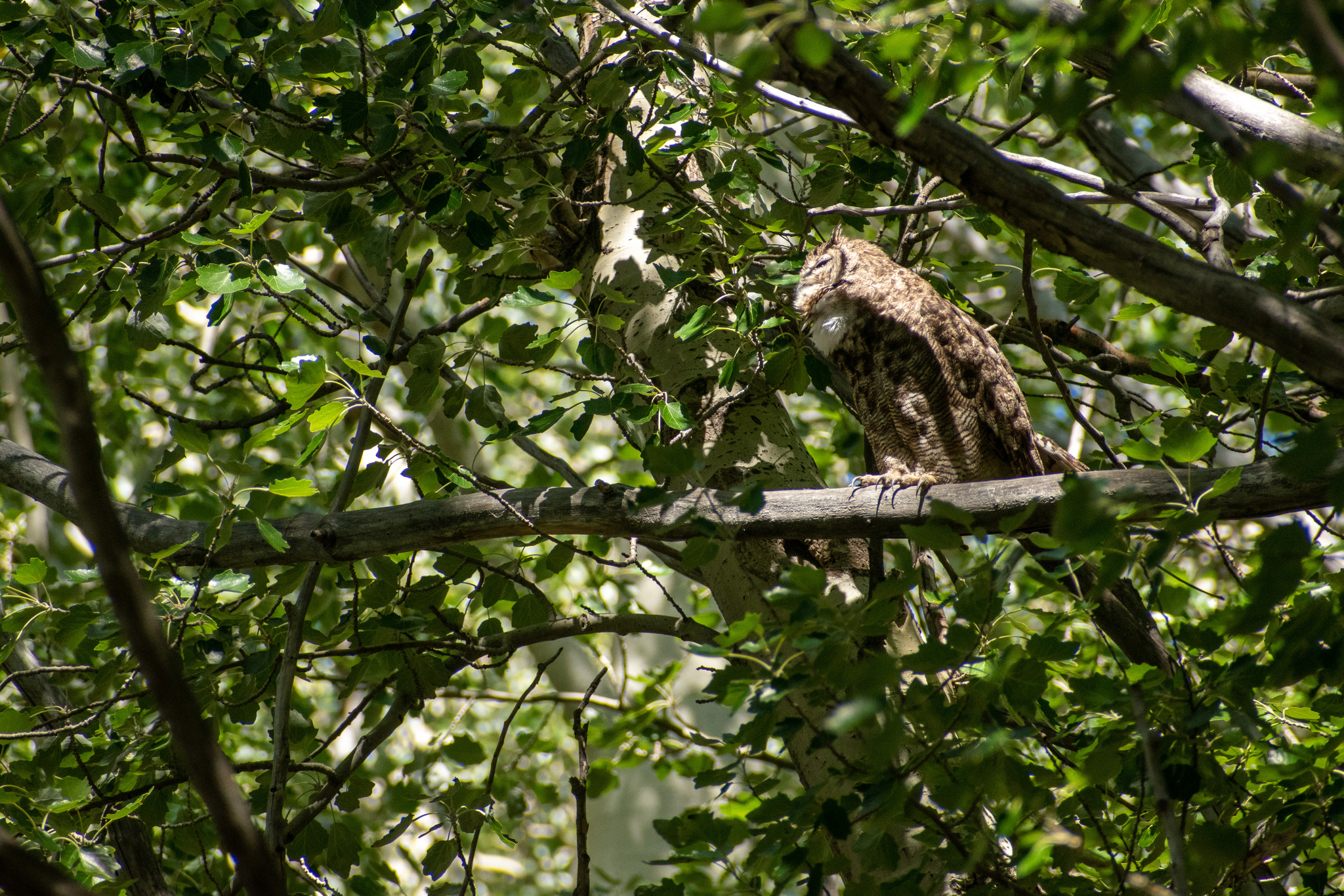 Lesser Horned Owl (Bubo magellanicus), photo 10