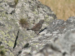 Prunella modularis mabbotti