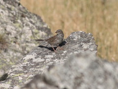 Prunella modularis mabbotti