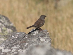 Prunella modularis mabbotti