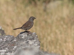 Prunella modularis mabbotti