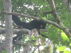 Chiropotes albinasus