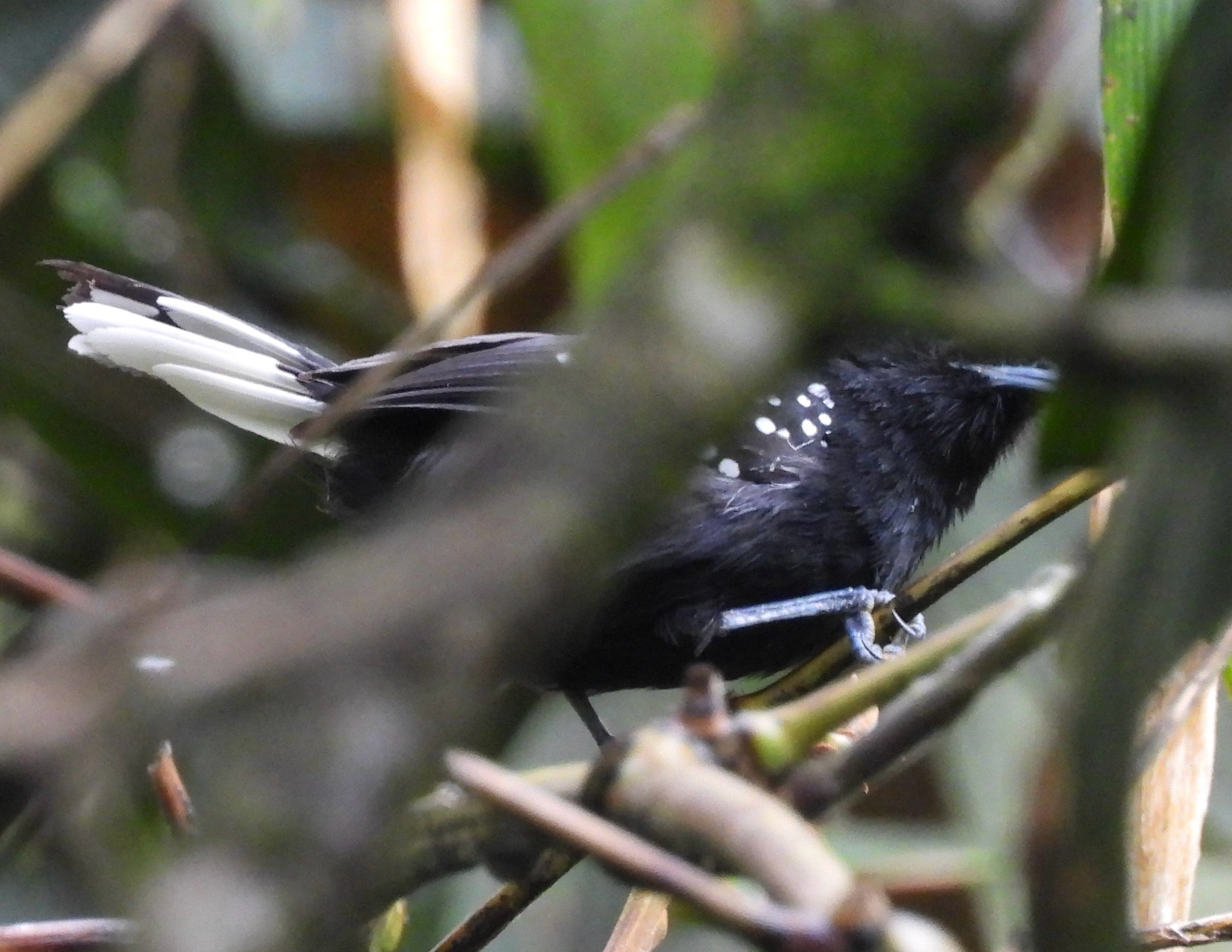 Dot-winged Antwren (Microrhopias quixensis), photo 6