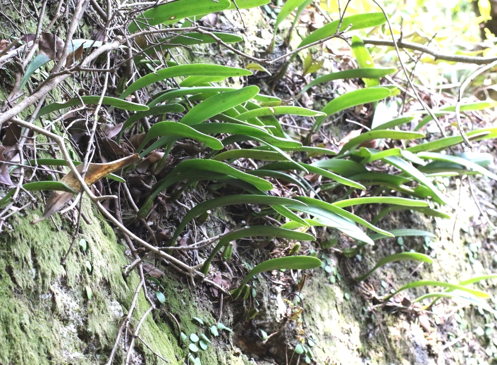 Bulbophyllum bicolor