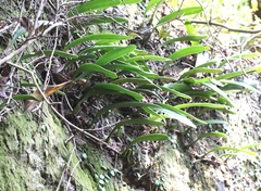 Bulbophyllum bicolor, photograph author not stated, no rights reserved
