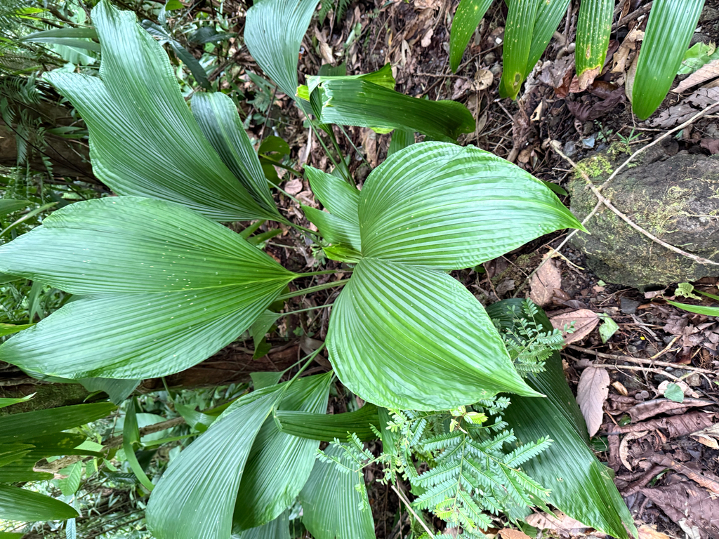 Asplundia insignis; photograph author not stated, no rights reserved