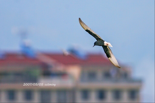 iNaturalist: (c) CC黎明, some rights reserved (CC BY-NC), uploaded by CC黎明 iNaturalist image