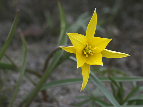 Wild Tulip