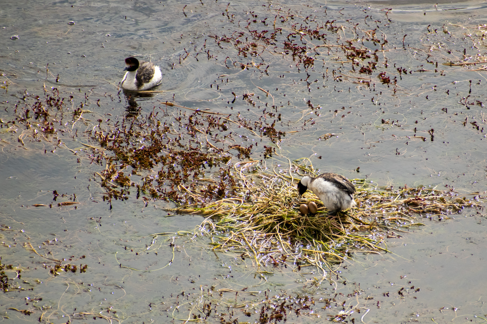 Hooded Grebe (Podiceps gallardoi), photo 3