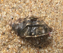 Mexacanthina