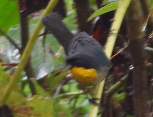 Yellow-throated Tanager (Iridosornis analis), photo 9