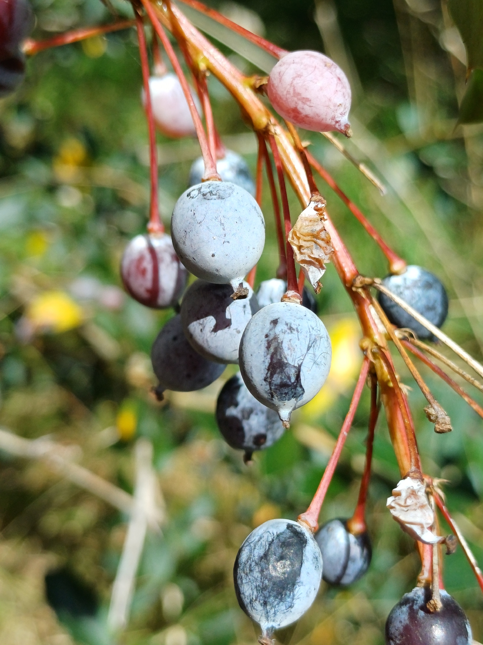 Great Barberry (Berberis glaucocarpa)