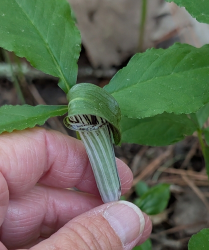 Another photo of Jack-in-the-pulpit