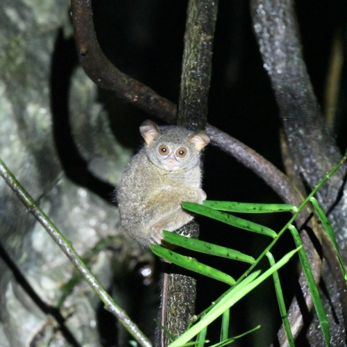 Tarsius fuscus