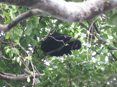 Chiropotes albinasus
