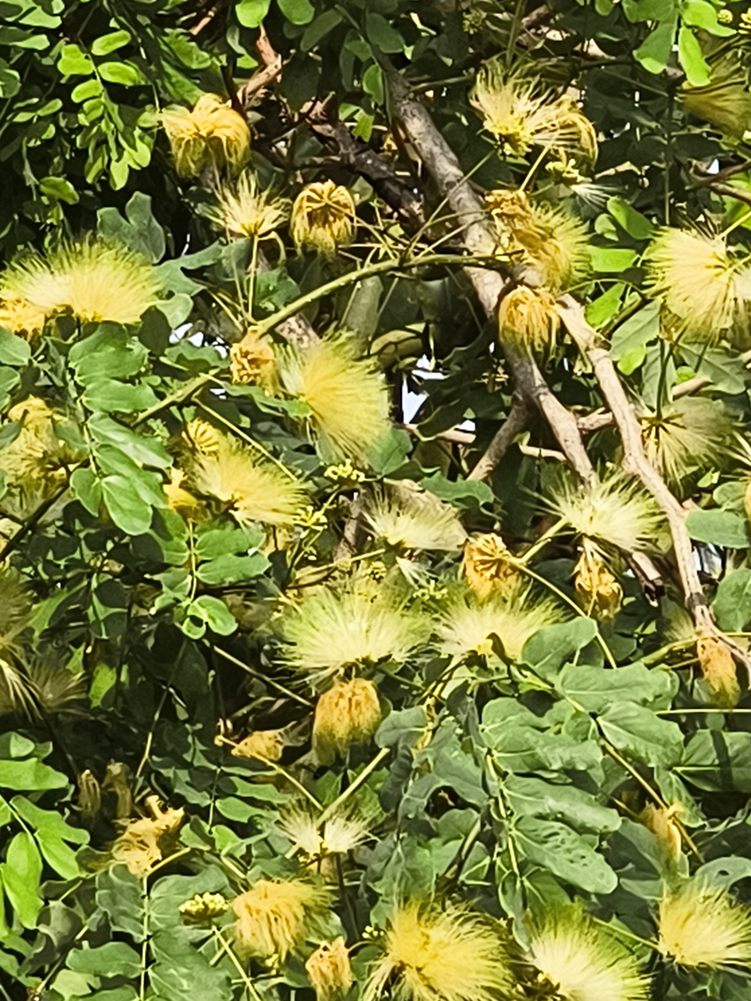 Woman's Tongue (Albizia lebbeck)
