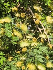 Frauenkopf (Albizia lebbeck)