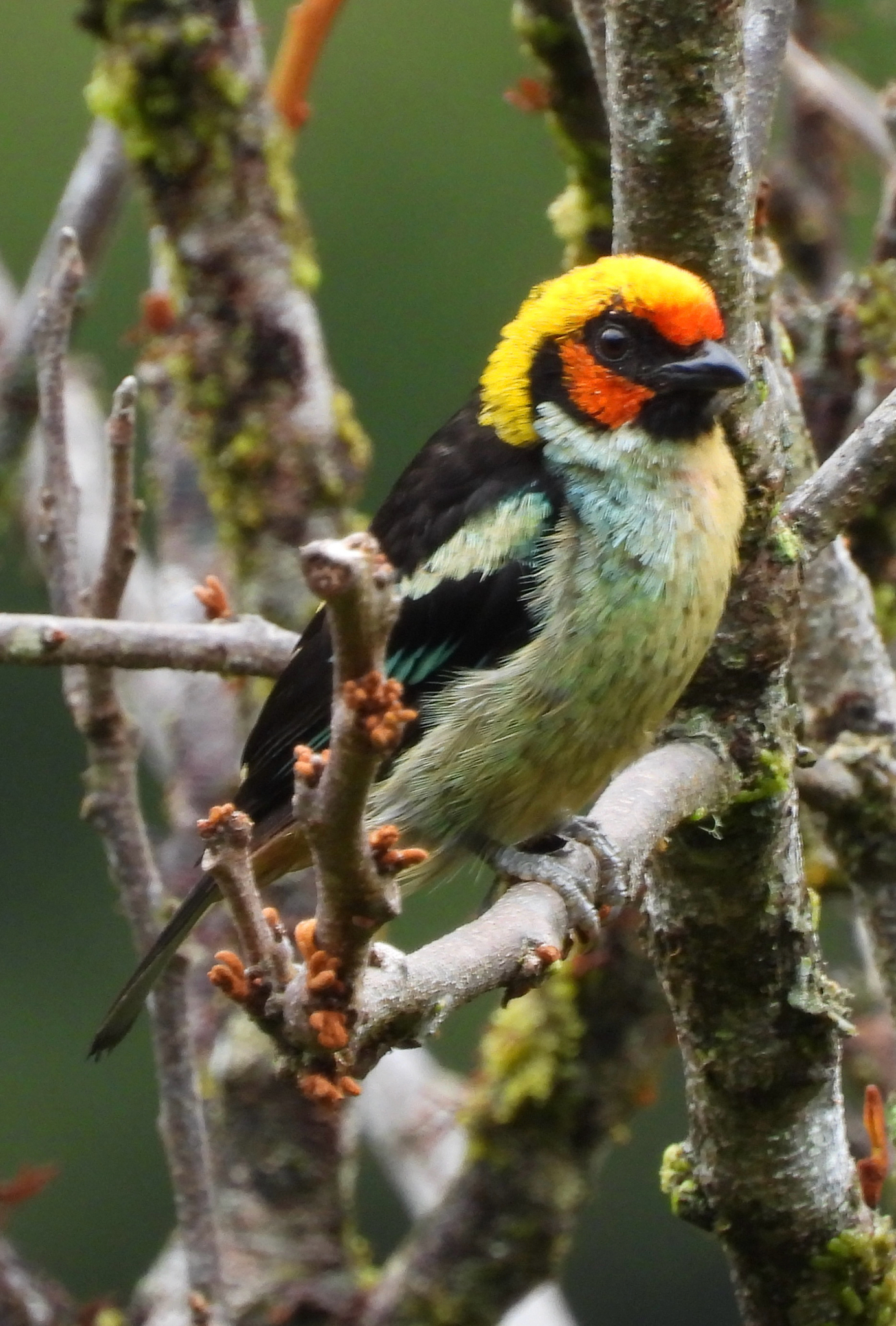 Flame-faced Tanager (Tangara parzudakii), photo 3