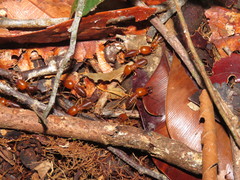 Syntermes molestus