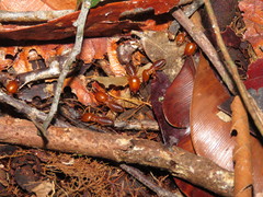 Syntermes molestus