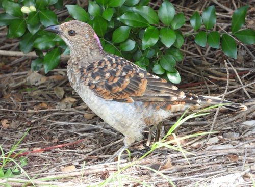 Spotted Bowerbird