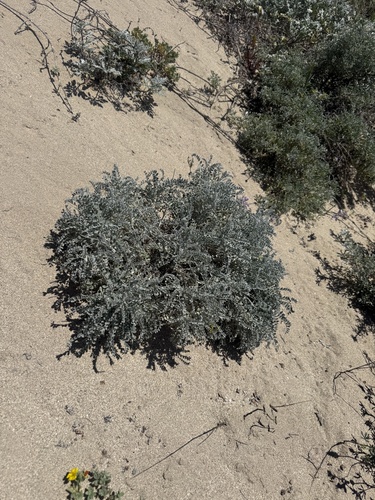 Astragalus traskiae observed 2026-03-18