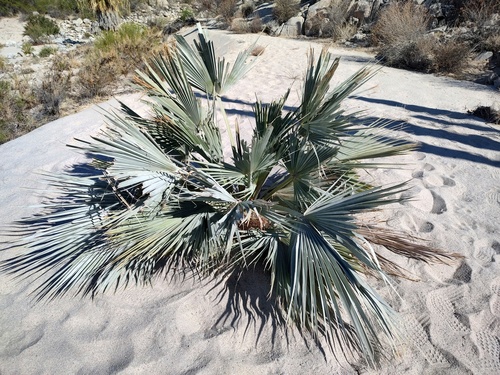 Mexican Blue Palm (Brahea armata)