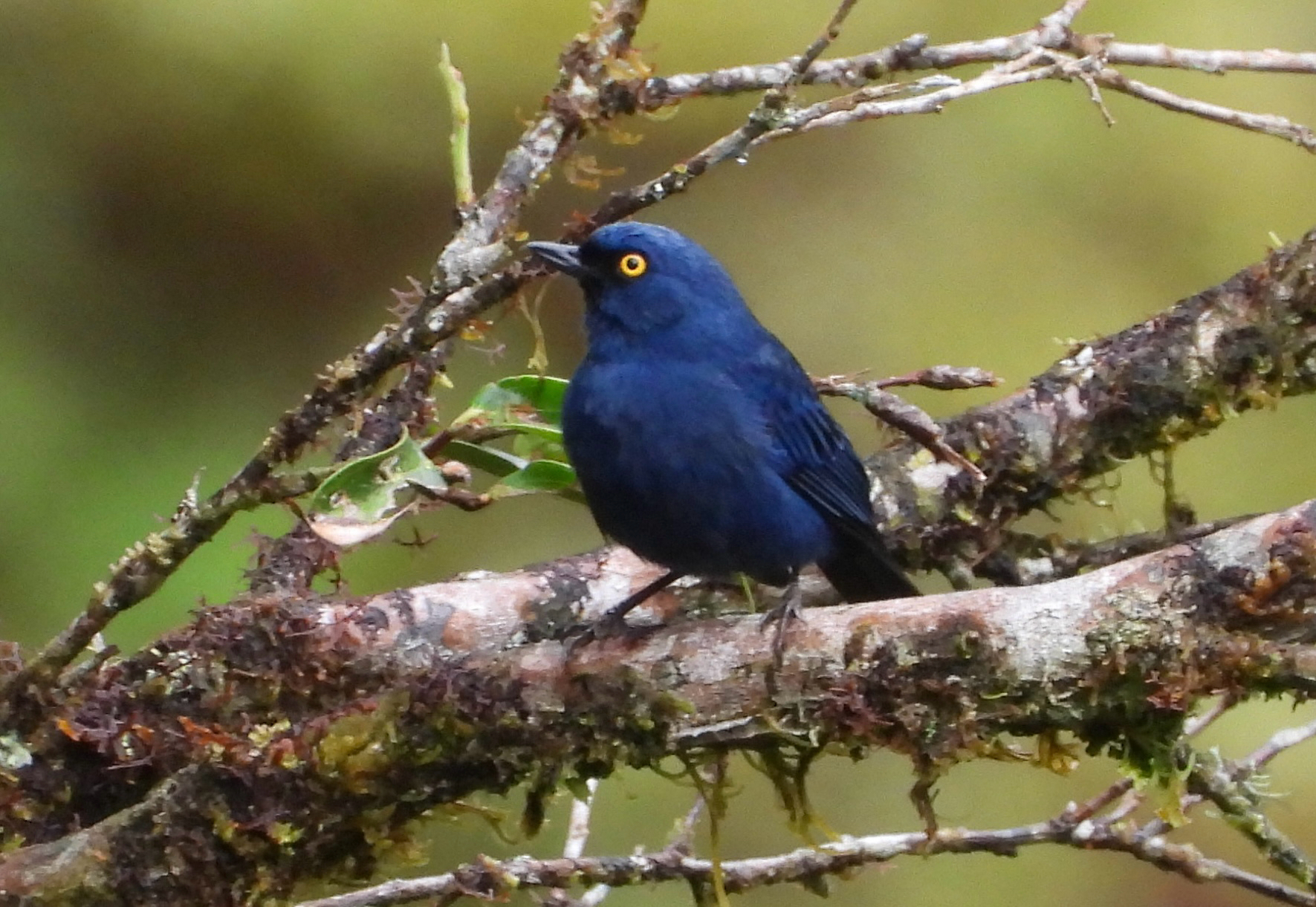 Golden-eyed Flowerpiercer (Diglossa glauca), photo 1