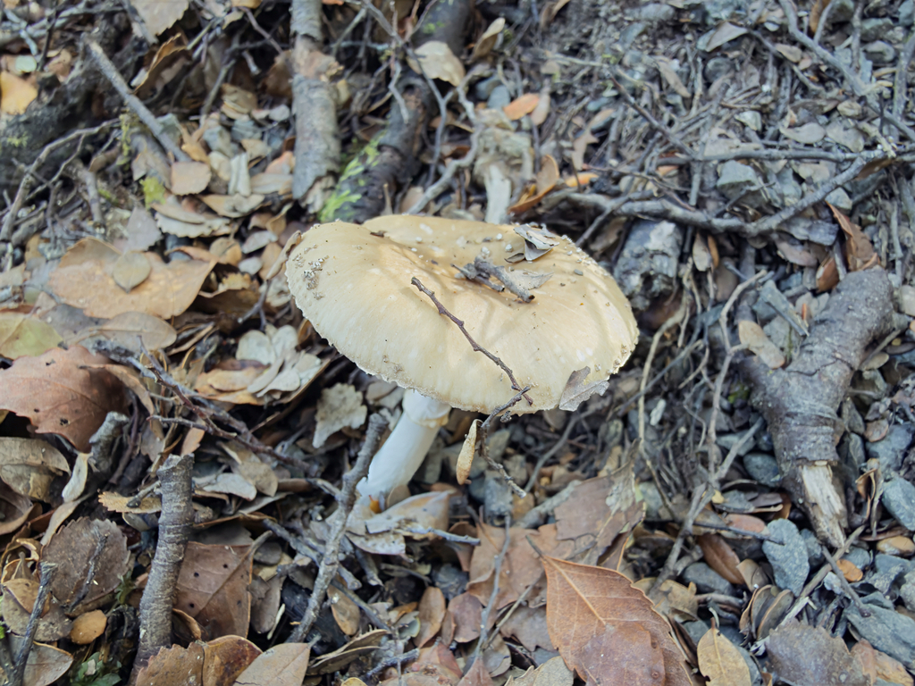 Amanita australis · March 2026 · photo: © jeremy_rolfe (iNaturalist, cc-by)