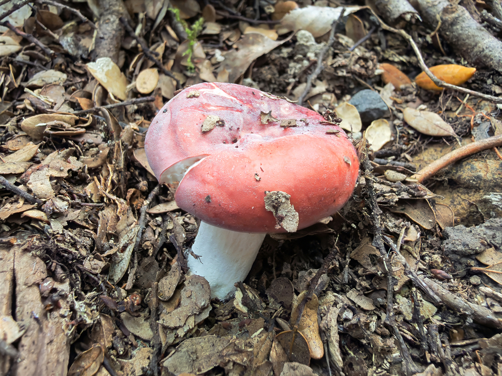 Russula kermesina · March 2026 · photo: © jeremy_rolfe (iNaturalist, cc-by)