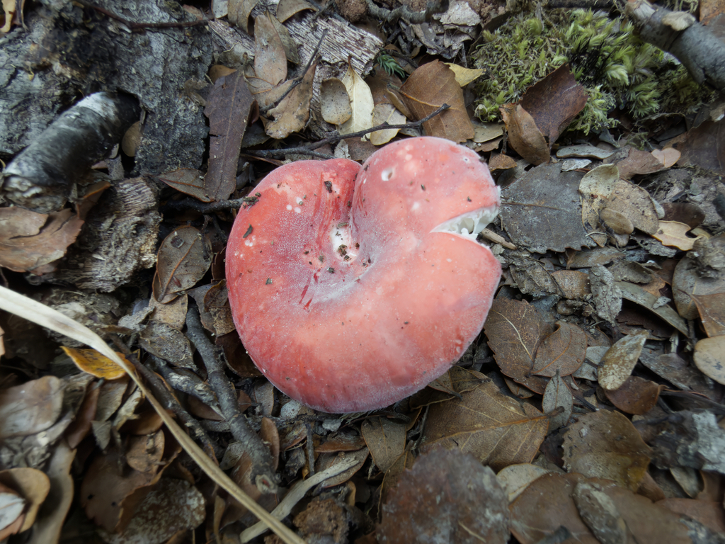 Russula kermesina · March 2026 · photo: © jeremy_rolfe (iNaturalist, cc-by)