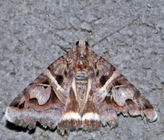 Drasteria grandirena