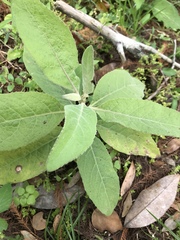 Pluchea carolinensis