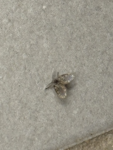 Unknown species found near Rutgers University, New Brunswick, NJ, US