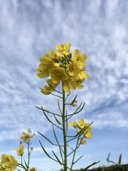 Brassica rapa
