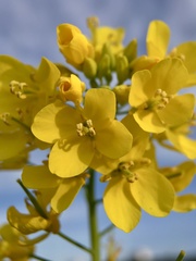 Brassica rapa
