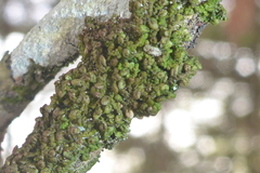 Frullania inflata