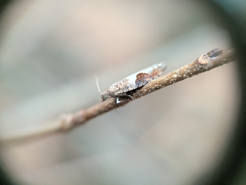 Virginia Pseudexentera Moth