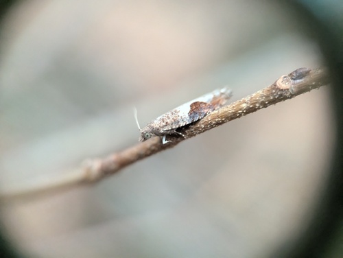 Virginia Pseudexentera Moth