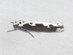 Ethmia semilugens