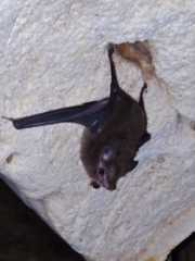 Peropteryx macrotis