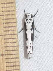Ethmia semilugens