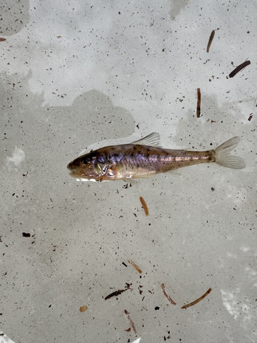 Silver chub (Percopsis omiscomaycus) — Percopsidae